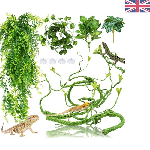 Bearded dragon habitat - bearded,