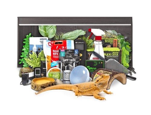 Swell reptiles bearded - swell, dragon