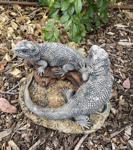 Bearded dragon lizard - dragon, garden