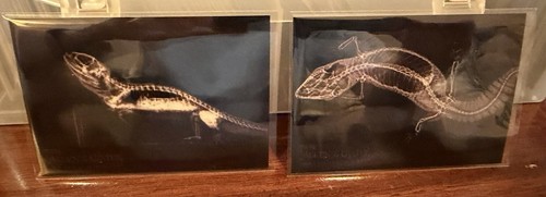 Topps ray oregon zoo - oregon, 2024