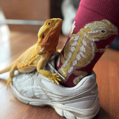 Bearded dragon men crew - bearded, men's