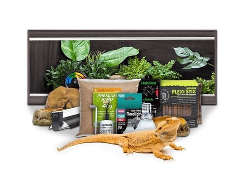 Swell reptiles bearded - swell,